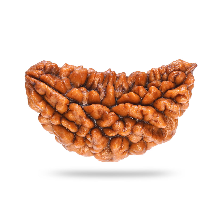 1 Mukhi Rudraksha