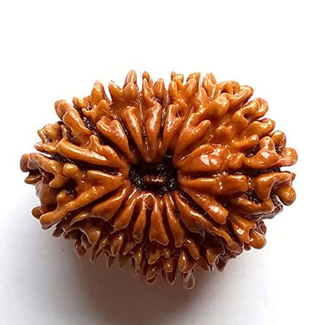 15 Mukhi Rudraksh