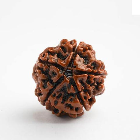 5 Mukhi Rudraksha