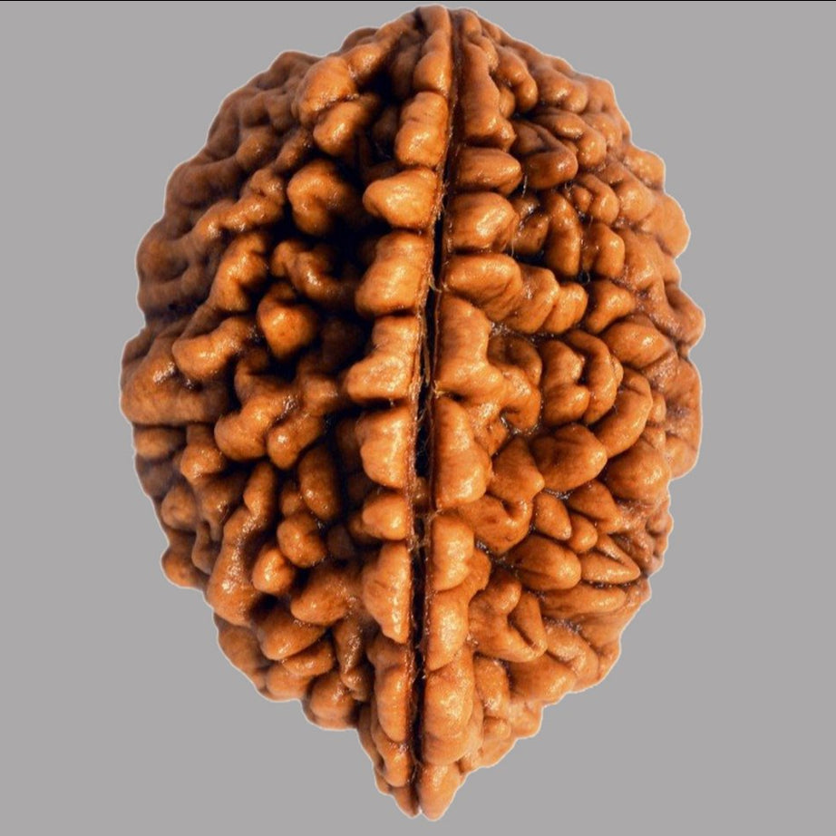 2 Mukhi Rudraksha